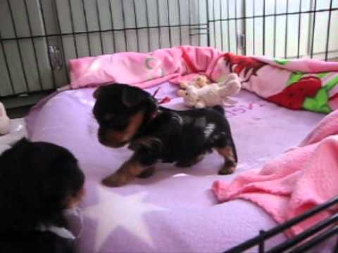 what do 4 week old yorkie puppies eat