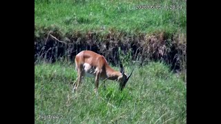 🔴 LIVE African Safari | 6 Maasai Mara Wildlife Cameras | Kenya 24/7