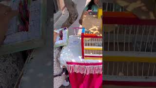 los canarios de la suerte eb Talquepaque Jalisco Mexico #shorts