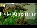 【作業用アクアリウム】カフェの水槽を眺める　4K