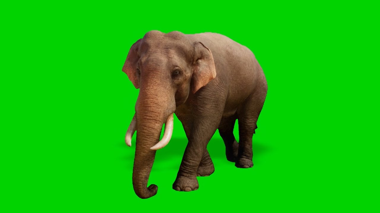 Real Elephant Green Screen - YouTube