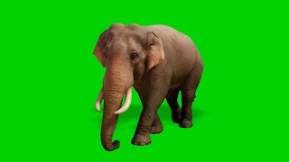 Real Elephant Green Screen