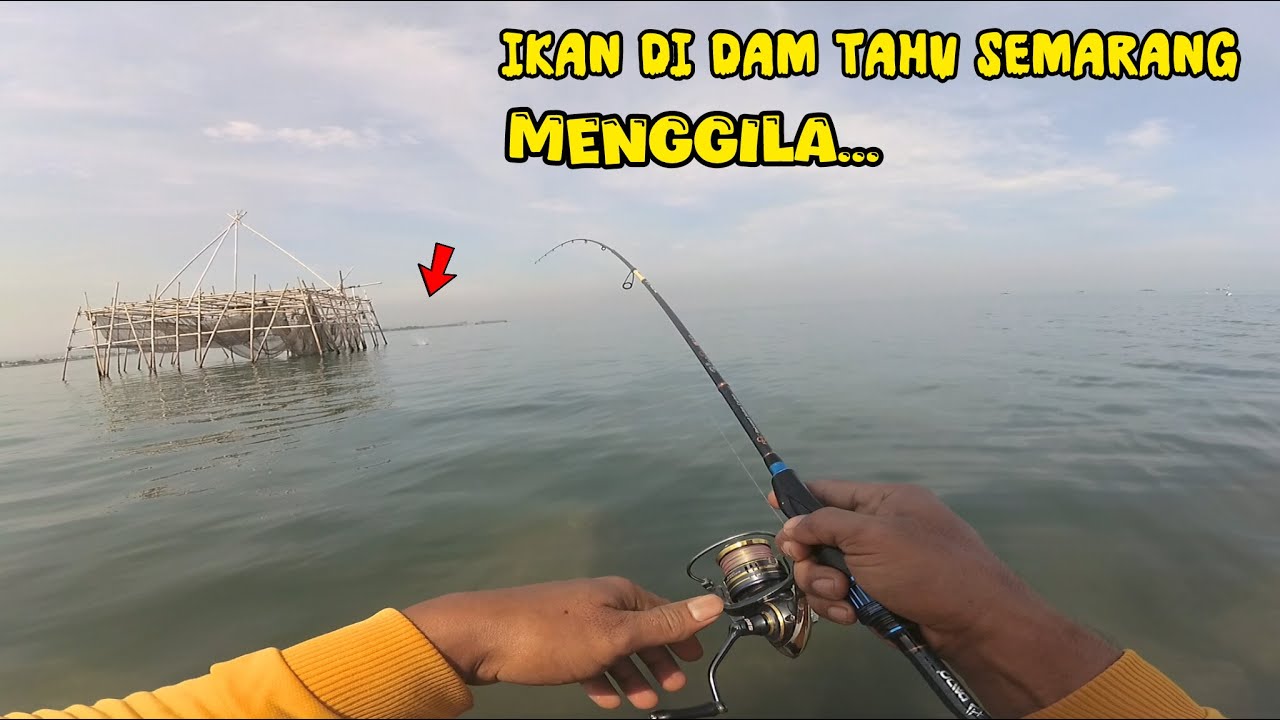 LUAR BIASA❗Ikan di dam tahu semarang menggila. yang naik ikan besar besar semua.