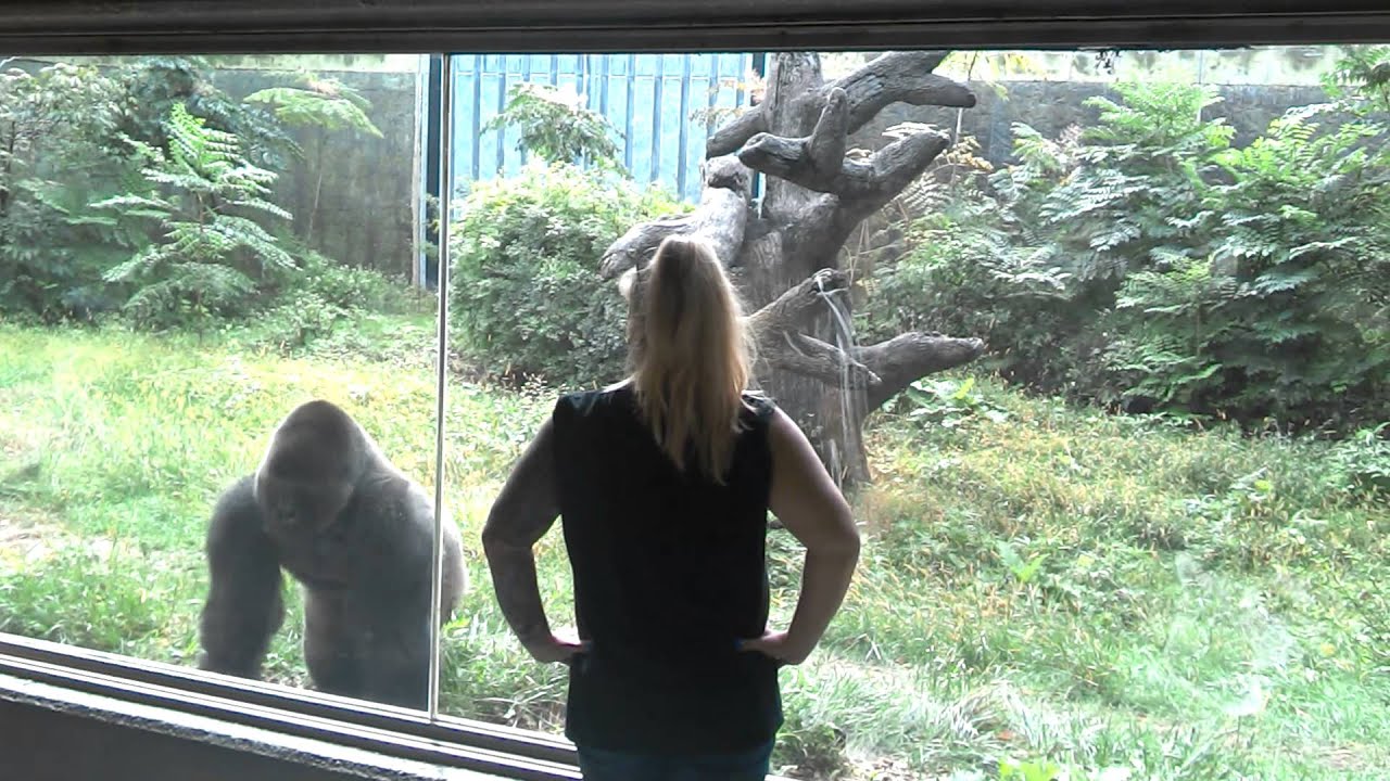 Silverback Gorillas Taunting Each Other Hitting The Window YouTube