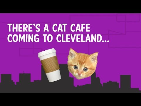 The Cats - affoGATO Cat Café