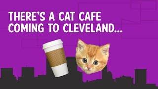 The Cat Cafe comes to Cleveland - affoGATO
