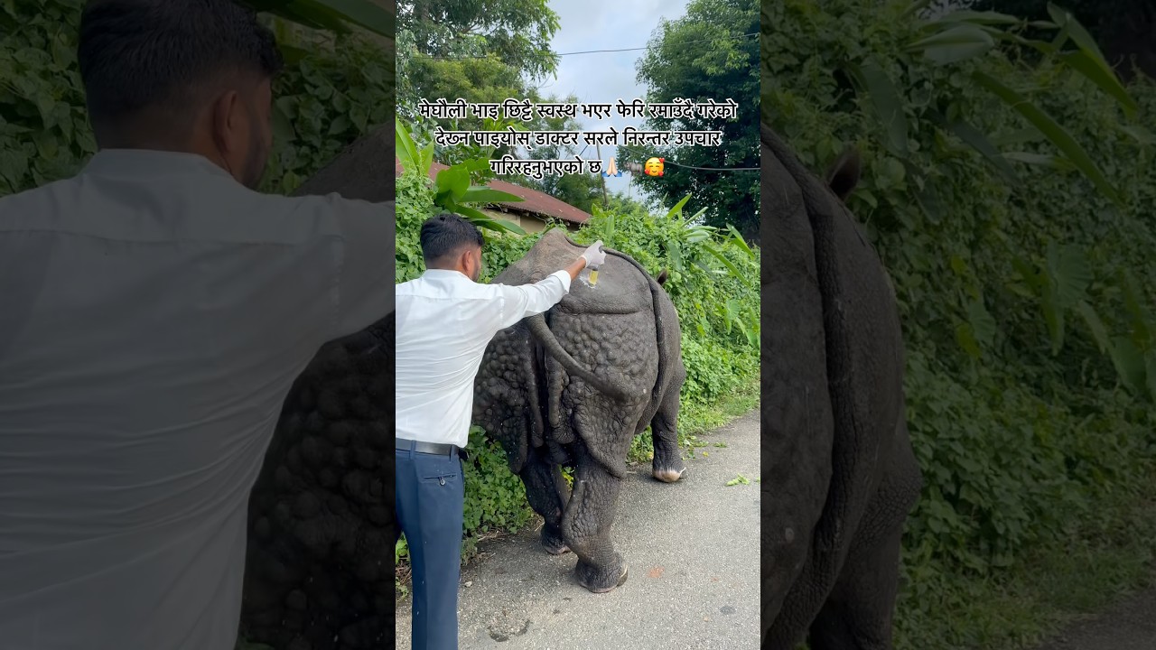 #MeghauliVai #SaveRhino #RhinoConservation #Chitwan #Sauraha 🙏🏻🦏🥰