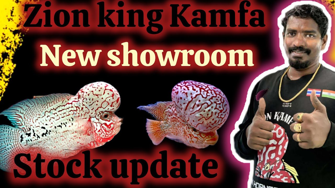 Bangalore Zion King kamfa | kamfa Stock update | vvip kamfas 