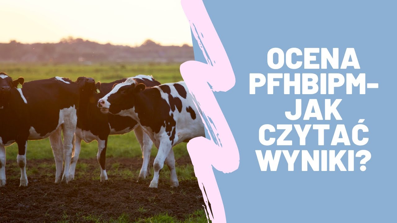 Jak czytać wyniki oceny wartości użytkowej bydła PFHBiPM?