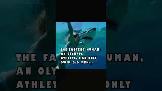 SHARK ATTACK STORY #sharks #jaws #shark #ocean #fish #scary #swimming #beach #reading #books
