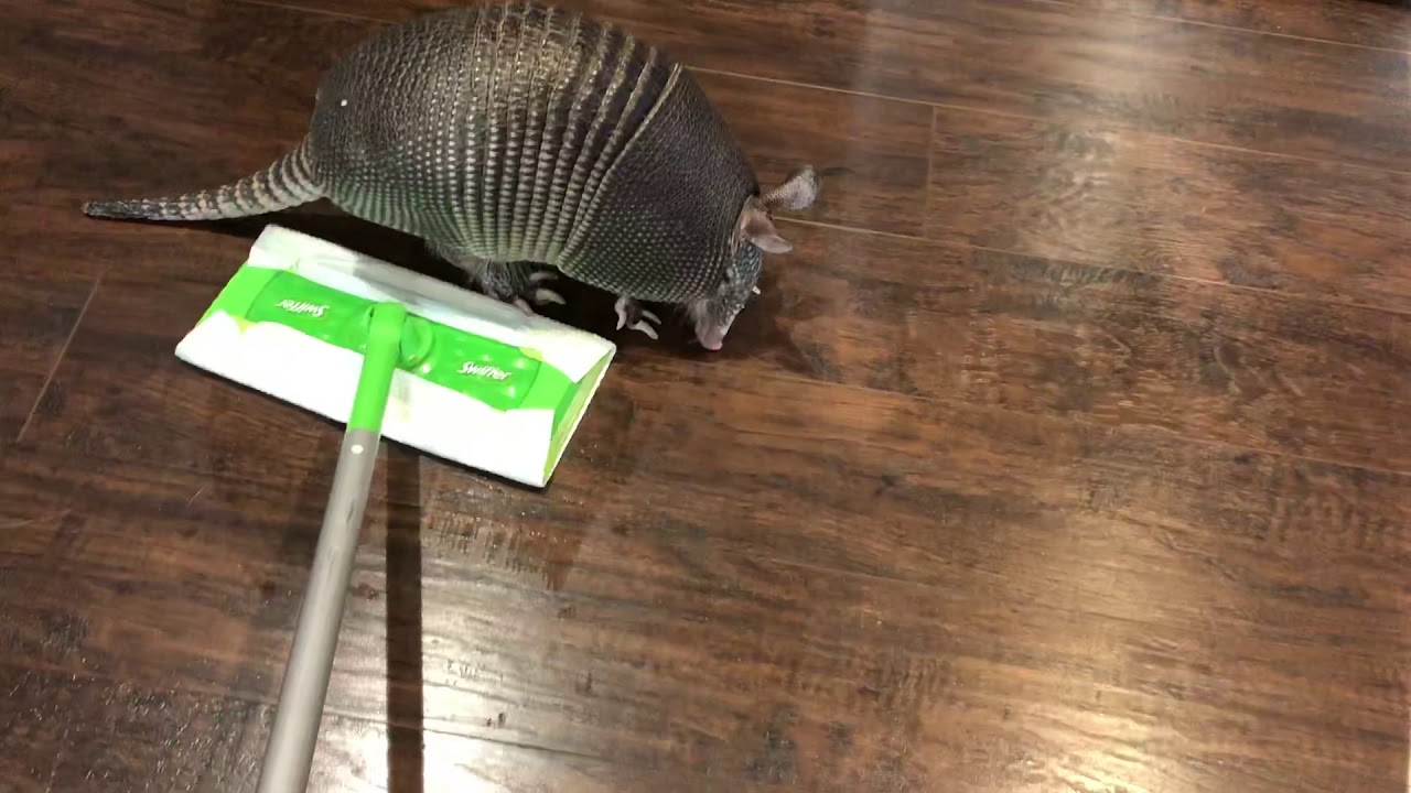 camera iphone 8 plus apk Arnie rides the Swiffer
