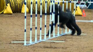 Weave Pole Performance Study - Front View.avi