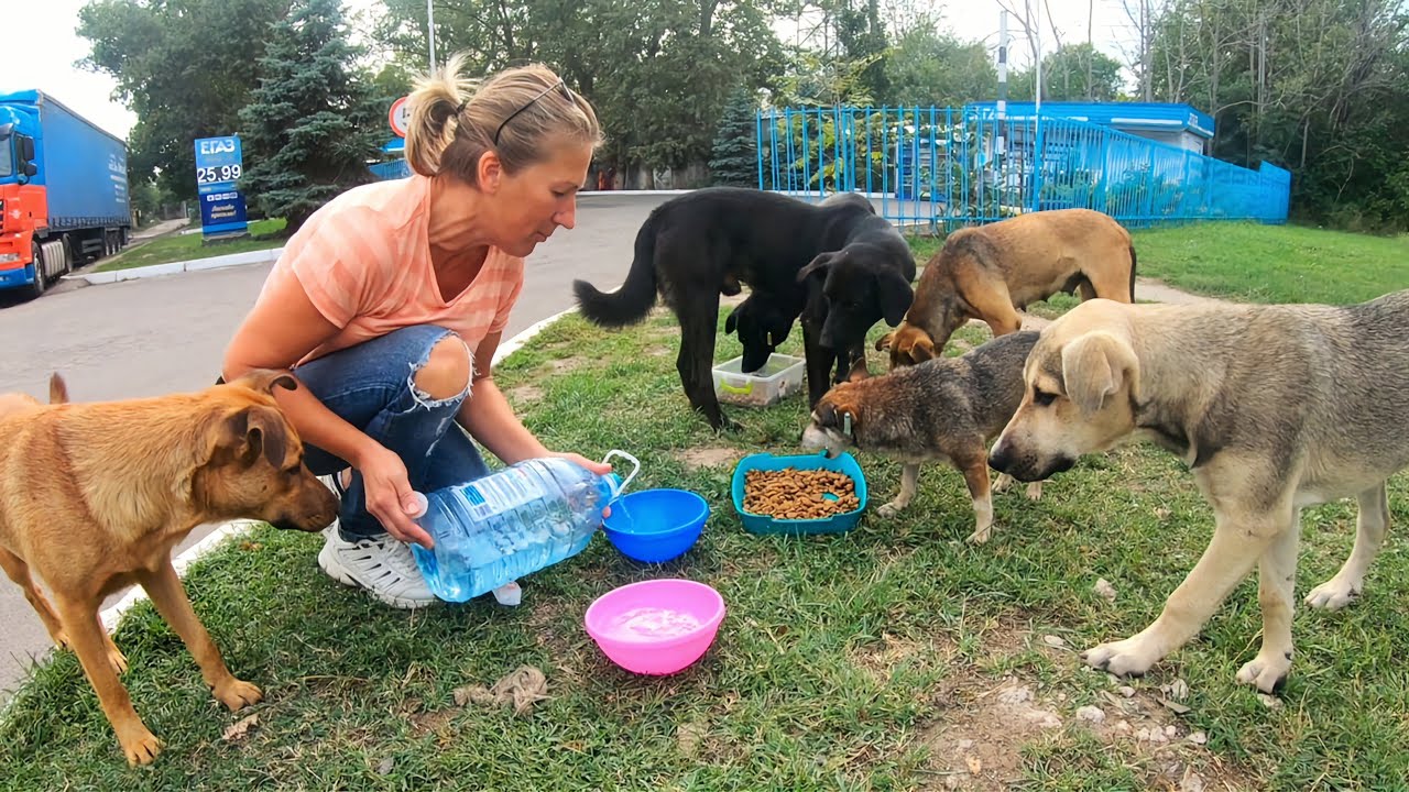 Stray Dogs Run Toward Us Asking for Help YouTube