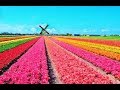 Цветочный Pай. Голландия, поля тюльпанов. Holland.