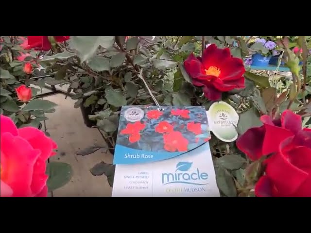 Rosa Miracle on the🌈 Hudson™, Pink Miracle™ & Coral Miracle™// 3 Amazing, Easy to Grow Roses