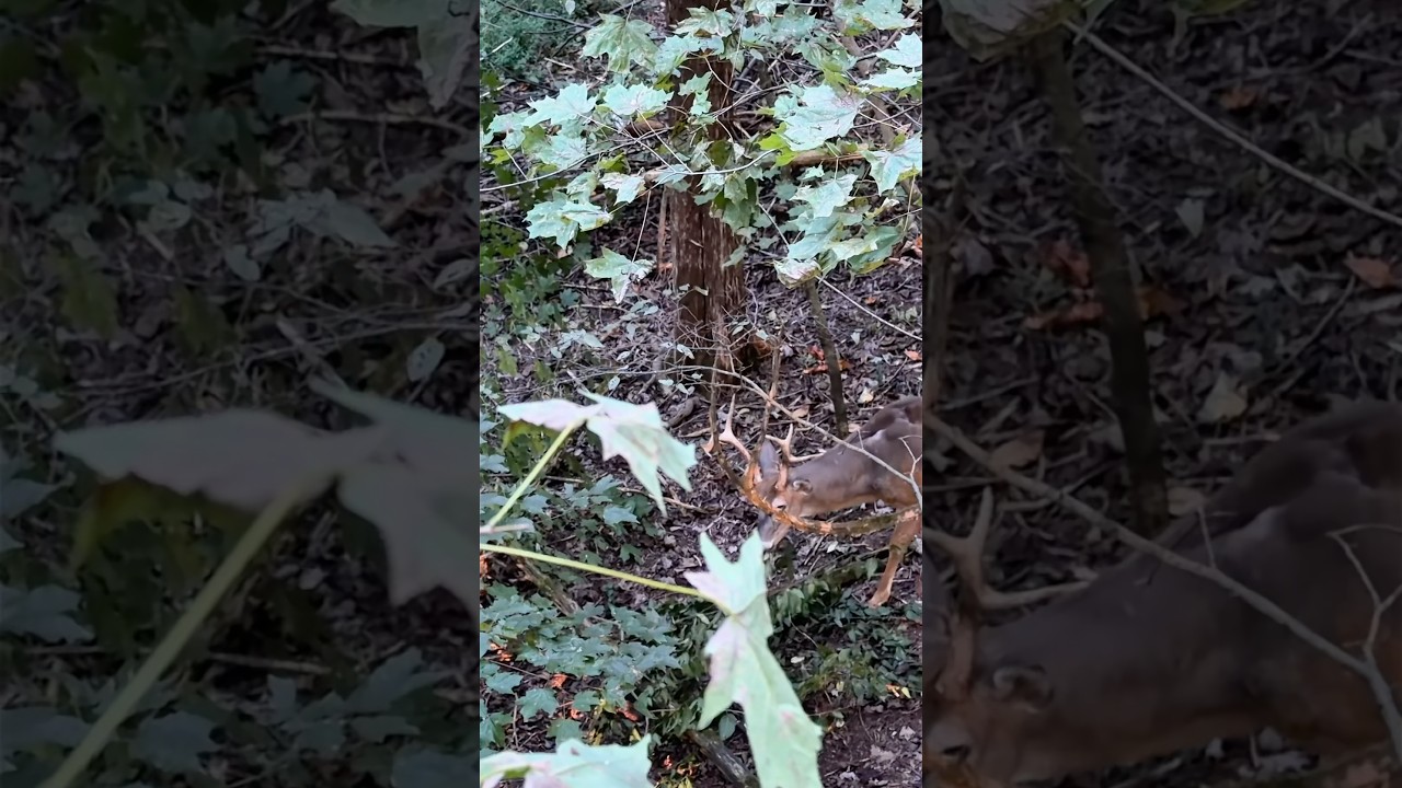 Old warrior? Young survivor? either way he’s defying odds￼! 