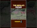 How Male Impalas Fight for Dominance? | Check out Here | Maasai Mara | Gobinath | #shorts