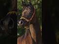 golden horse 🐎 #horse #youtubeshorts #shortvideo #animals #viralvideo #trending #gharghoda #vlog #yt