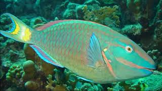 Facts: The Stoplight Parrotfish