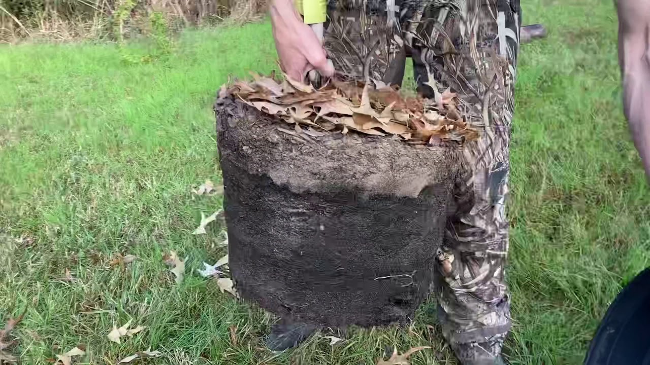 Planting our shade tree!
