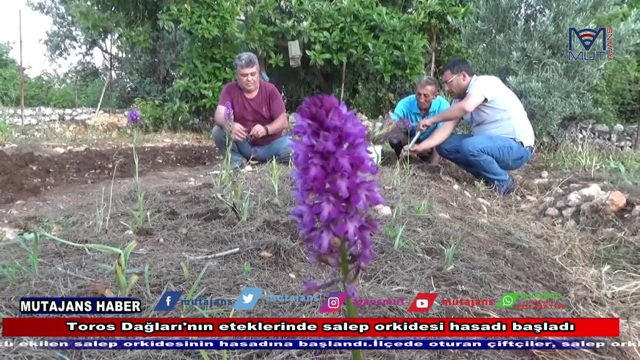 MERSİN - Toros Dağları'nın eteklerinde salep orkidesi hasadı başladı