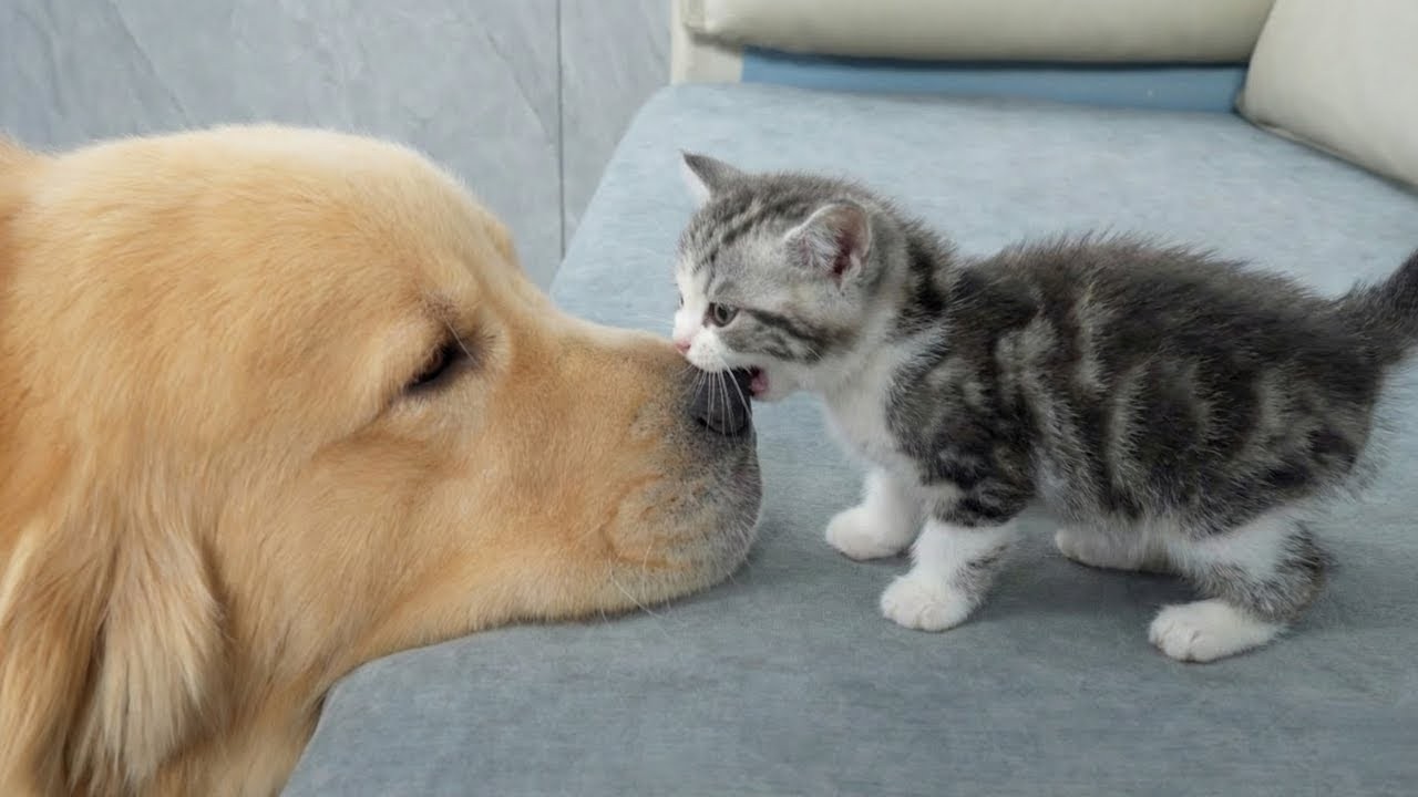 Крошечные котята встречают нового друга 🐱 Трогательный момент