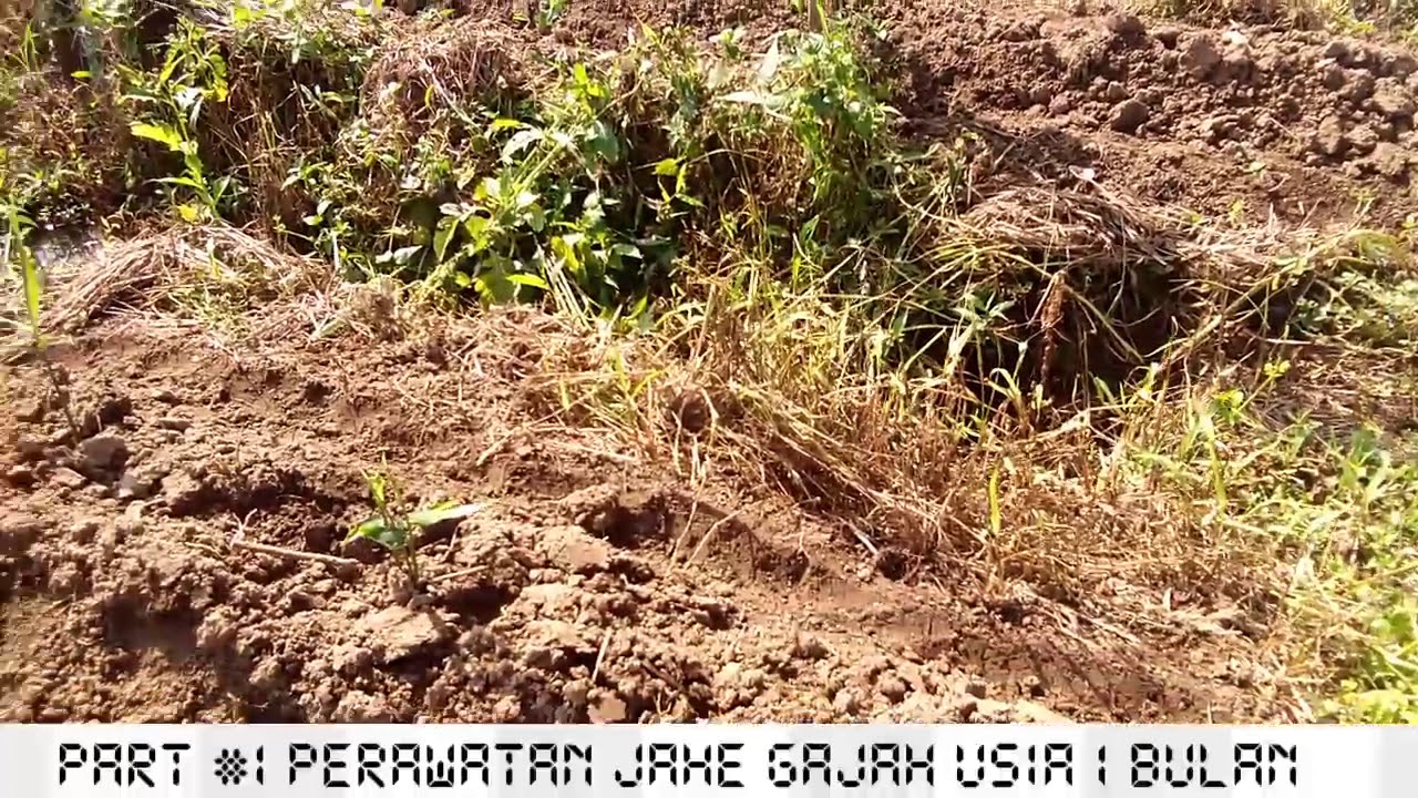 Part#1 rahasia perawatan jahe gajah usia 1 bulan