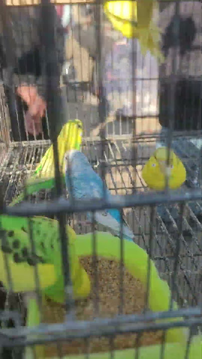 #birds #batara #animaltrap #experiment #batair