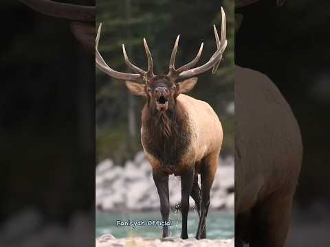 Suara panggil Rusa di alam liar