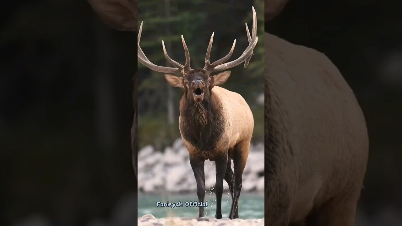 Suara Rusa Jantan Asli 