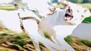 Huskies Go After White Lab At Dog Park