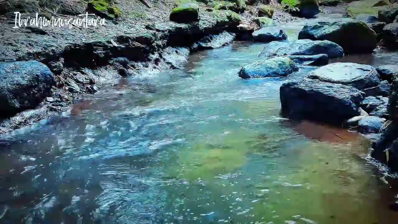 the soothing sound of a river, beautiful birdsong soothes the soul, peaceful forest stream, ASMR