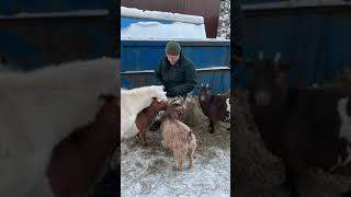 Dave Feeding Goats In Russia