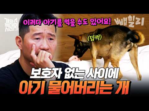 A possessive dog that bit a baby while the owner was away?!🐶💥| #TimeBetweenDogAndWolf2 Ep. 13