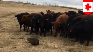 Beaver Herds Cows Incredible Video Shows 150 Curious Cattle Following A Beaver - Tomonews