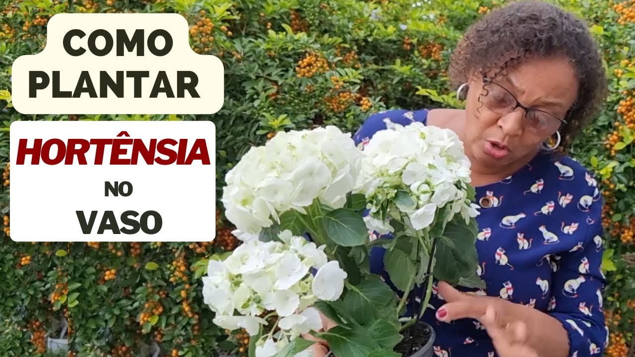 COMO PLANTAR HORTÊNSIA NO VASO | Cuidados, significado, curiosidade, beleza e paisagismo
