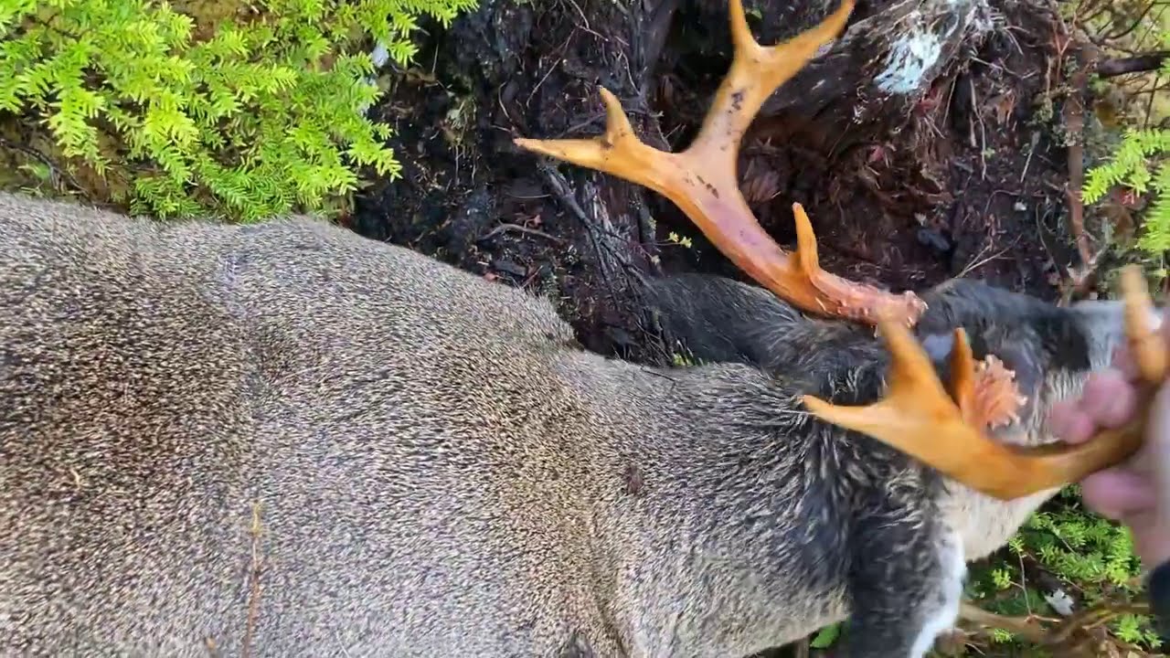 Prince of Wales island Alaska: Sitka Blacktail Rut 2020