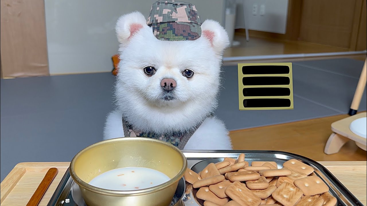 말년병장 강아지의 아침점호 후 건빵,건푸로스트 먹방