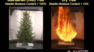 Burning wet vs. dry Christmas tree