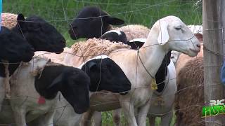 Confira Os Destaques Do Ric Rural 12 De Janeiro2020