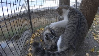 野良猫兄弟は寒くても元気に遊びまわる