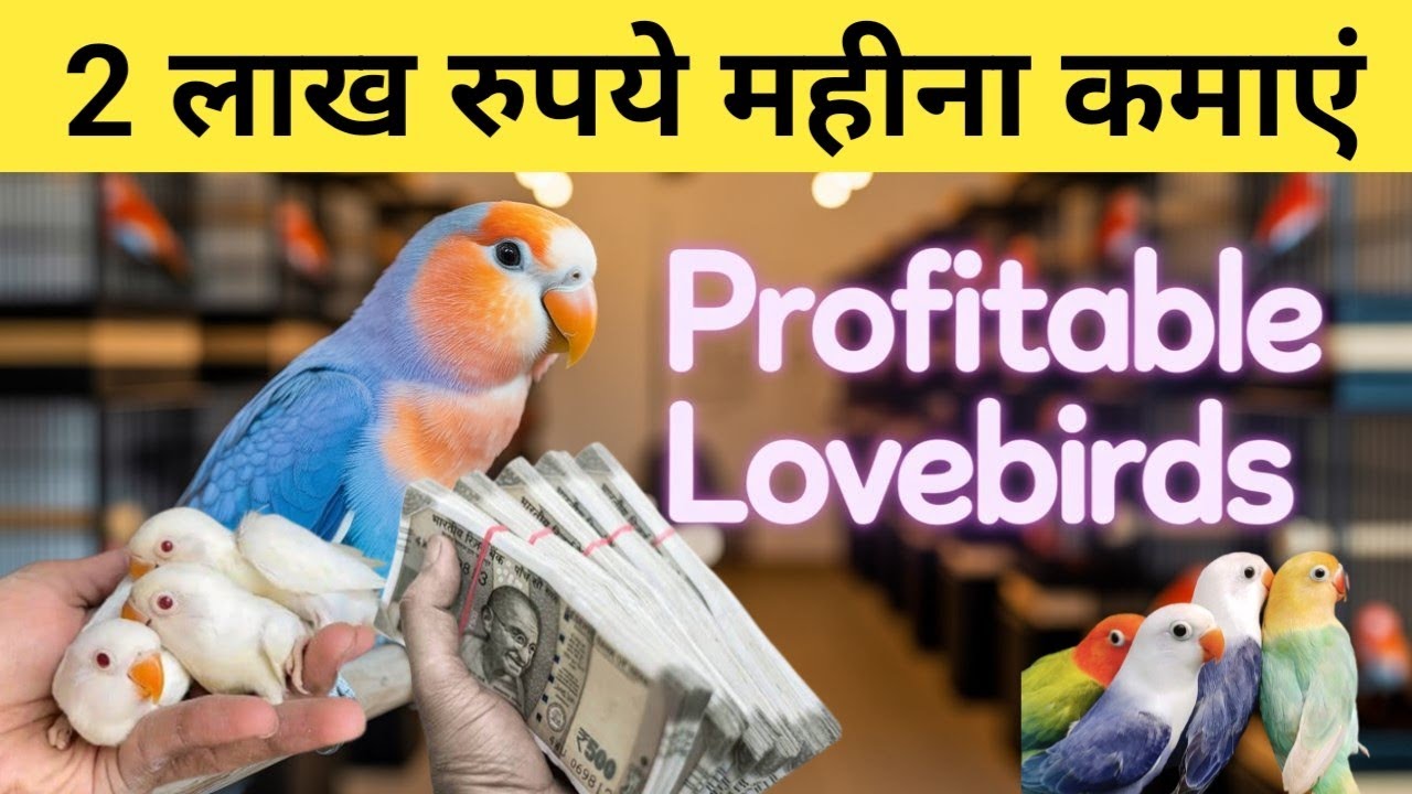 Profitable Lovebirds Farming with Results