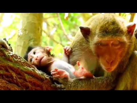 petco hours Small & Lovely Youngest Mon Slim Good at Taking Care & Her Cute Baby Shady/ Shady Is Very Attractive