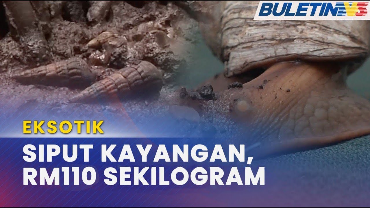 EKSOTIK | Ternak Siput Gergasi Lebih Untung Berbanding Lembu