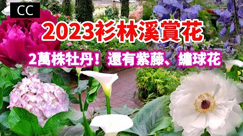 【2023杉林溪攻略】全年赏花交通餐饮季节懒人包 #赏花 #台湾旅行 #绣球花 #紫藤花 #藤の花 #牡丹 #赏樱 #赏枫 - 天天要闻