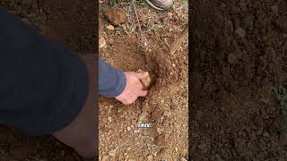 Domalan Doloman Keme Mantarı Kayıt Altına Alınmış Konya Çumra Rekoru