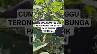 POC JADI ANDALAN BARU BUAT PEMBUAHAN.