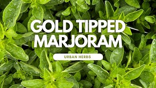 Introducing Herbs: Gold Tipped Marjoram