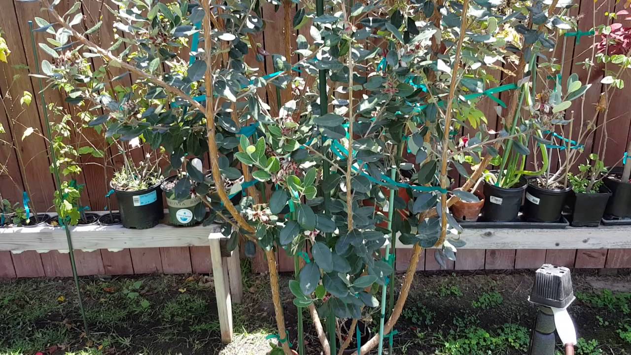 Feijoa Pineapple Guava 'Coolidgei' Part 1 YouTube