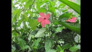 karukaruthoru pennanu video